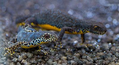 A Female Color Ornament Honestly Signals Fecundity